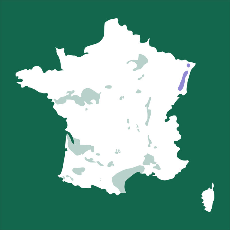 Karte von Frankreich, Alsace, Haut-Rhin, Bergheim
